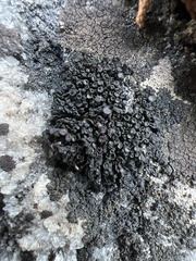 Enchylium polycarpon