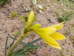 Zephyranthes bagnoldii