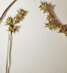 Carex atlantica atlantica