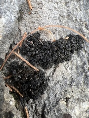 Enchylium polycarpon