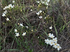 Lachnaea