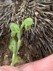 Pterostylis mutica