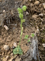 Pterostylis mutica