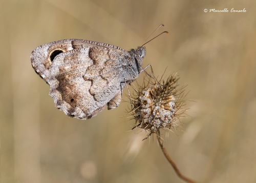 Tree Grayling