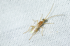 Braconidae