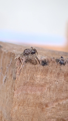 Thomisidae