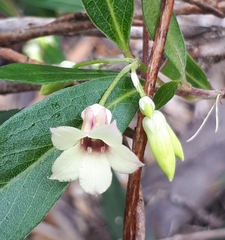 Billardiera versicolor