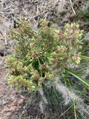 Cyperus pseudovegetus