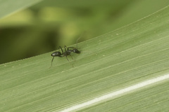 Camponotus compressus