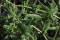 Glaucium corniculatum