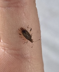 Harmostes fraterculus