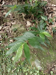 Oplismenus compositus