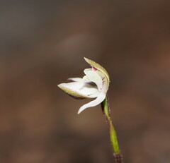 Caladenia fuscata