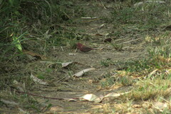 Lagonosticta senegala