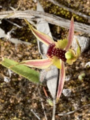 Caladenia
