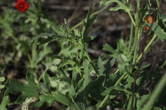 Glaucium corniculatum