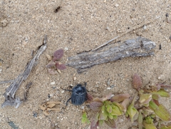 Tenebrionidae