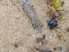 Tenebrionidae