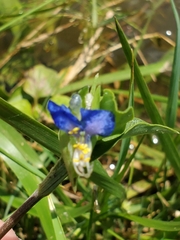 Commelina