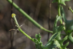 Glaucium corniculatum