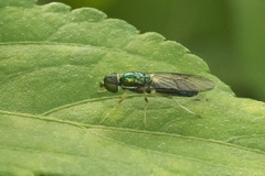 Sarginae