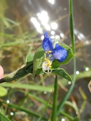 Commelina