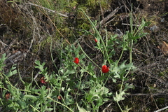 Glaucium corniculatum