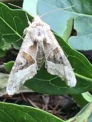 Phlogophora meticulosa