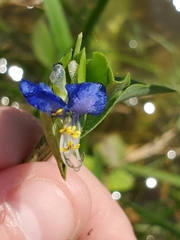 Commelina