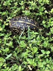 Terrapene carolina bauri