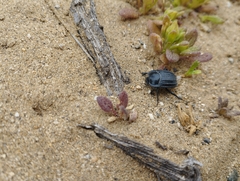 Tenebrionidae