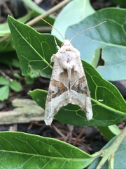 Phlogophora meticulosa