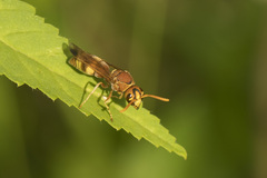 Antodynerus punctatipennis