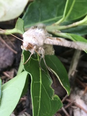 Phlogophora meticulosa