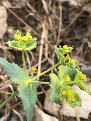 Euphorbia serrata