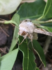 Phlogophora meticulosa