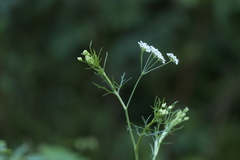 Pimpinella