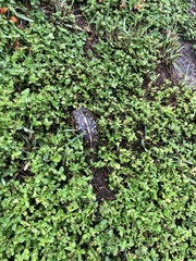 Terrapene carolina bauri