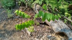 Apocynum × floribundum