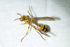 Parapolybia