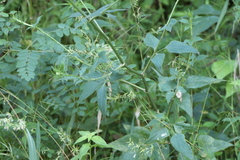 Pimpinella