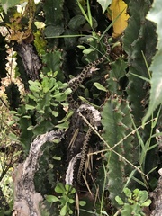 Hemorrhois hippocrepis