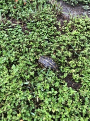 Terrapene carolina bauri