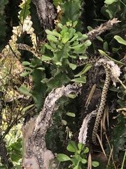 Hemorrhois hippocrepis