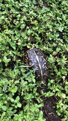 Terrapene carolina bauri