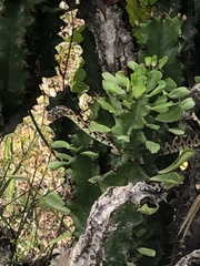 Hemorrhois hippocrepis