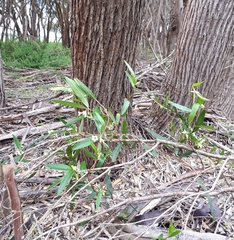Billardiera versicolor