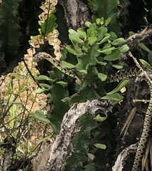 Hemorrhois hippocrepis