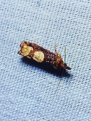 Epinotia trigonella