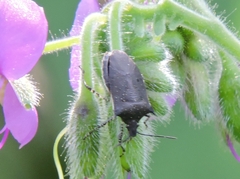 Carpocorini